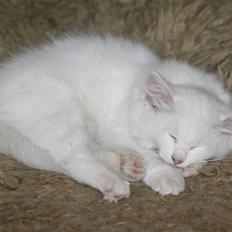 Blanding af racer Ice