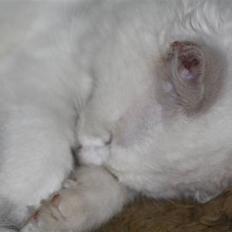 Blanding af racer Ice