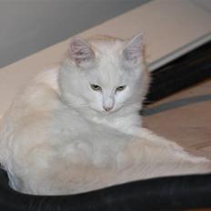 Blanding af racer Ice