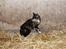 Blanding af racer Prinsesse Nala <3