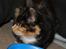 Blanding af racer Prinsesse Nala <3