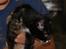 Blanding af racer Prinsesse Nala <3