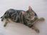 Europé DK Periferis Grisling - DK Periferis Grisling (EUR f 22 )sort tortie blotched tabby.