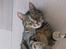 Europé DK Periferis Grisling - DK Periferis Grisling (EUR f 22 )sort tortie blotched tabby.