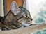 Europé DK Periferis Grisling - DK Periferis Grisling (EUR f 22 )sort tortie blotched tabby.