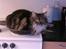 Maine Coon T.D  - Så er maden klar hehe dato. 05-03-2009