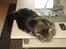 Maine Coon T.D  - T.D = Tykke Dyr ;-) dato. 07-02-2009