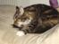 Maine Coon T.D  - dato 17-07-2009