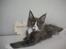 Maine Coon Langstteich In Petto