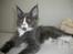 Maine Coon Langstteich In Petto