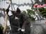 Maine Coon Langstteich In Petto