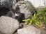 Maine Coon Langstteich In Petto