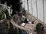 Maine Coon Langstteich In Petto