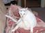 Huskat R.I.P ALF