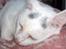 Huskat R.I.P ALF