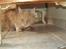 Maine Coon bastian
