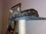Blanding af racer Main coon bla. Iggy...
