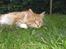 Maine Coon Miko