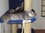 Blanding af racer Gizmo