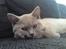 British Shorthair Wilfrida