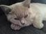British Shorthair Wilfrida