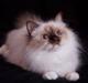 Hellig Birma DK Misling's Coco Chanel