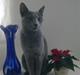 Russian Blue Bruhndahls Blue Tica