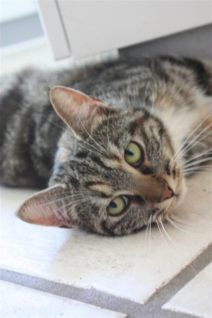 Norsk Skovkat / ½ Huskat | Tut billede 4