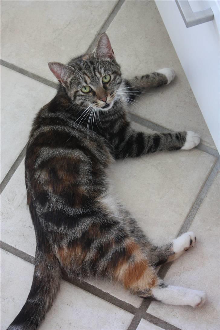 Norsk Skovkat / ½ Huskat | Tut billede 5