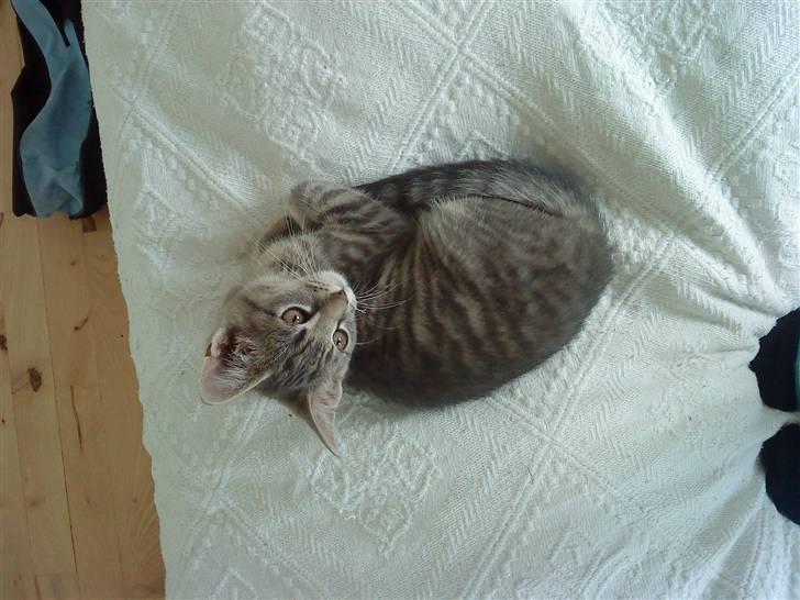 Huskat Sæsar billede 1