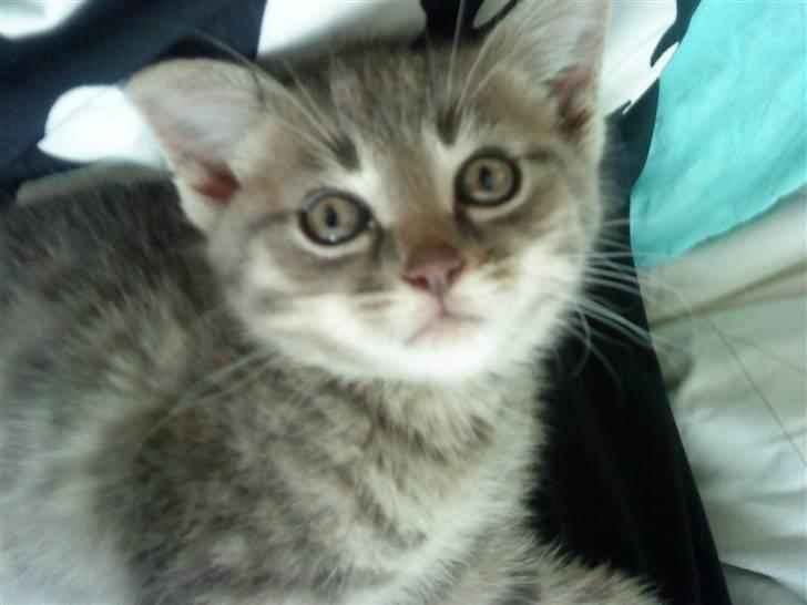 Huskat Sæsar billede 2