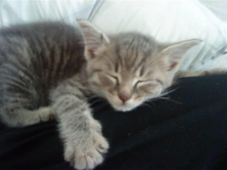 Huskat Sæsar billede 3