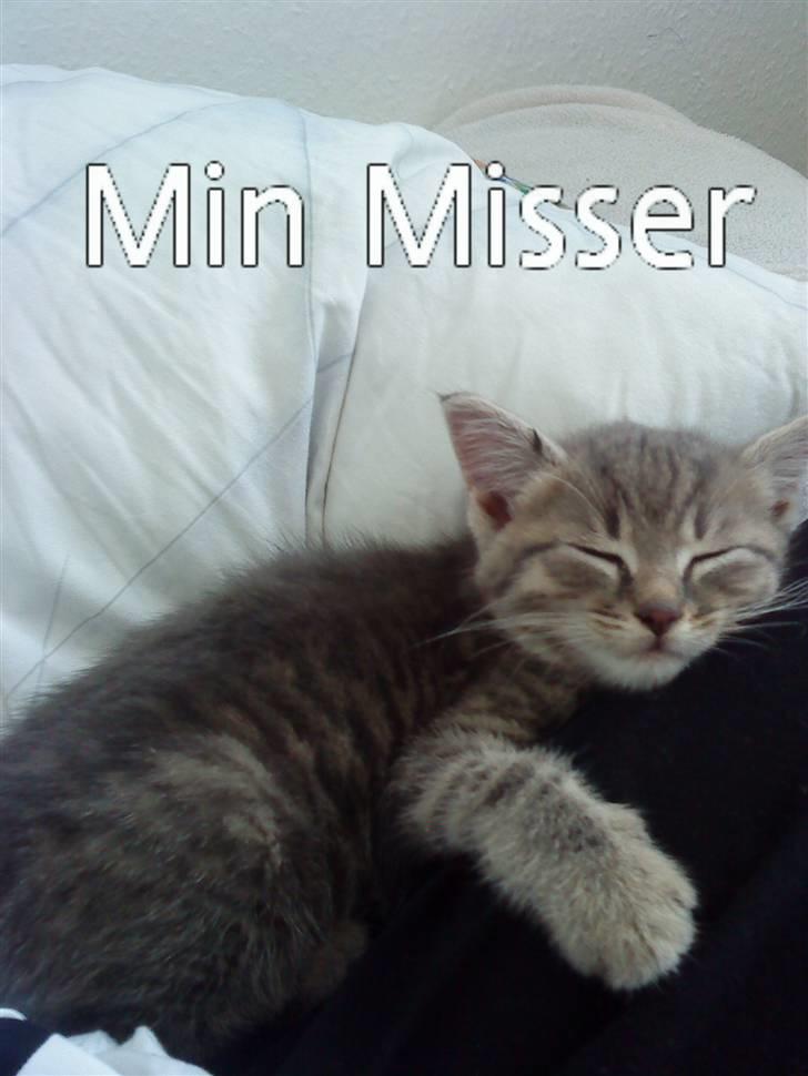 Huskat Sæsar billede 4