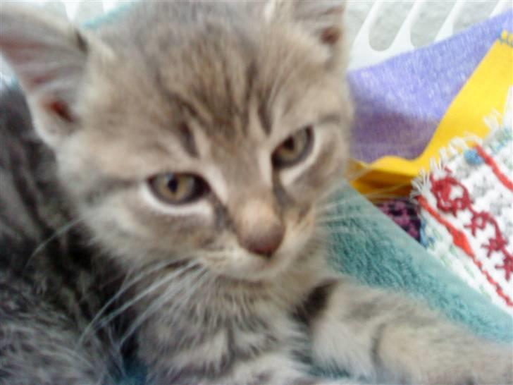 Huskat Sæsar billede 5