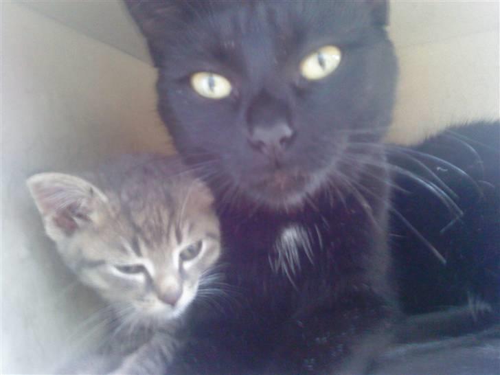 Huskat Sæsar billede 6