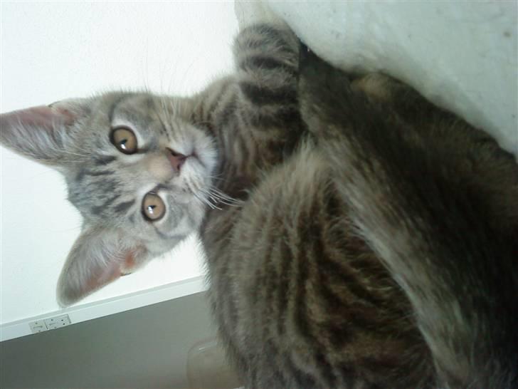 Huskat Sæsar billede 7