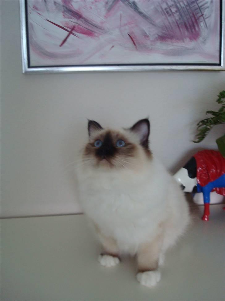 Hellig Birma Suka's Fidibus Sanug - ham kan jeg godt tillade mig at være stolt af.. her som 6 mdr gammel.. billede 1