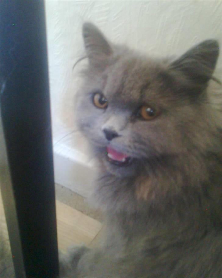 Blanding af racer trunte R.I.P. billede 6