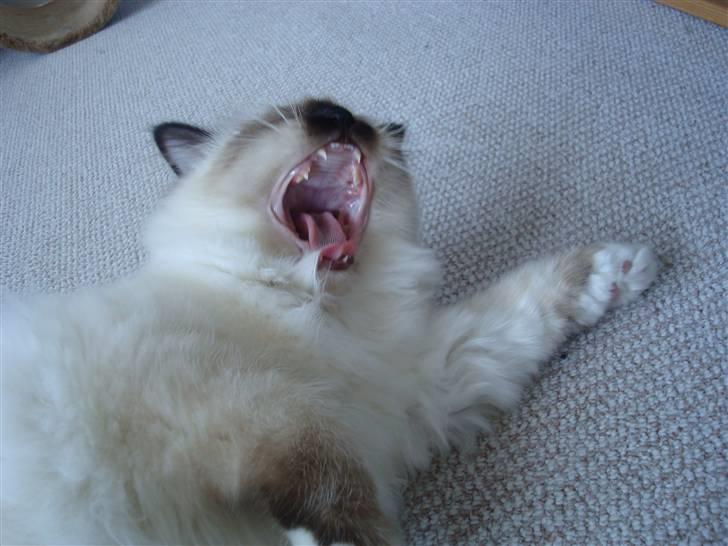 Hellig Birma Suka's Fidibus Sanug - hårdt at få taget billeder billede 2