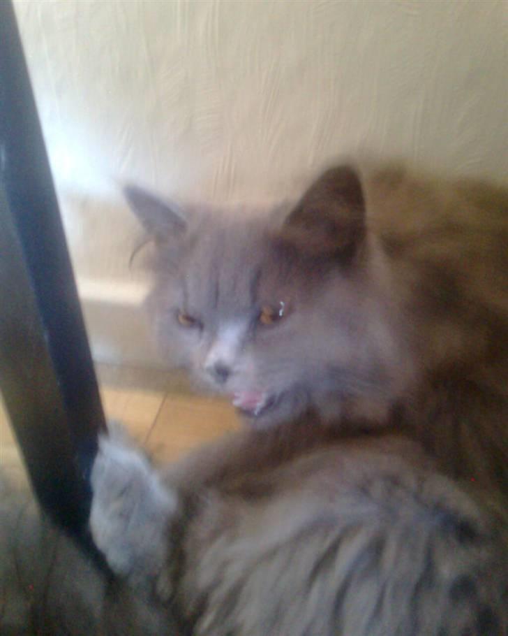 Blanding af racer trunte R.I.P. billede 7