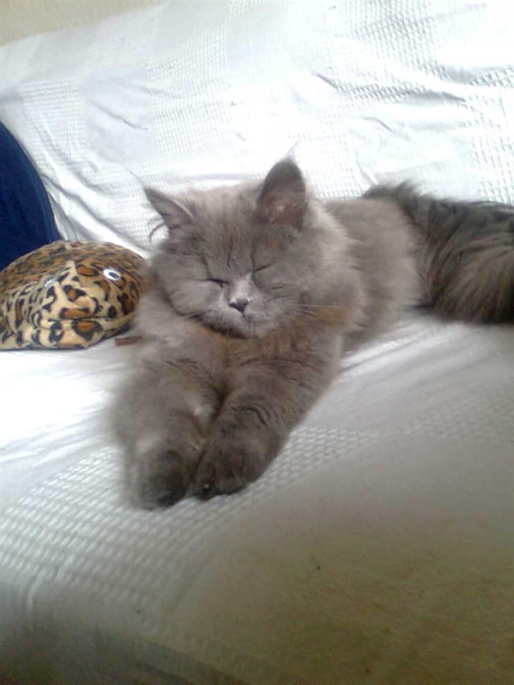 Blanding af racer trunte R.I.P. billede 8