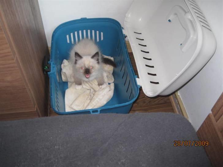 Ragdoll Simba - Han ser sur ud her hahaha :) billede 5