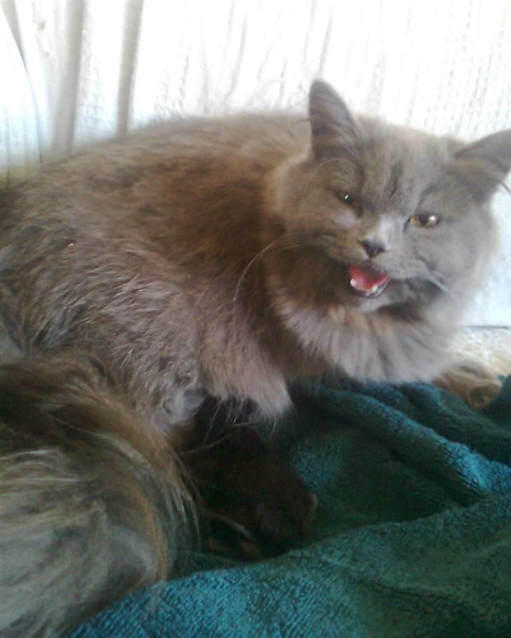 Blanding af racer trunte R.I.P. billede 9