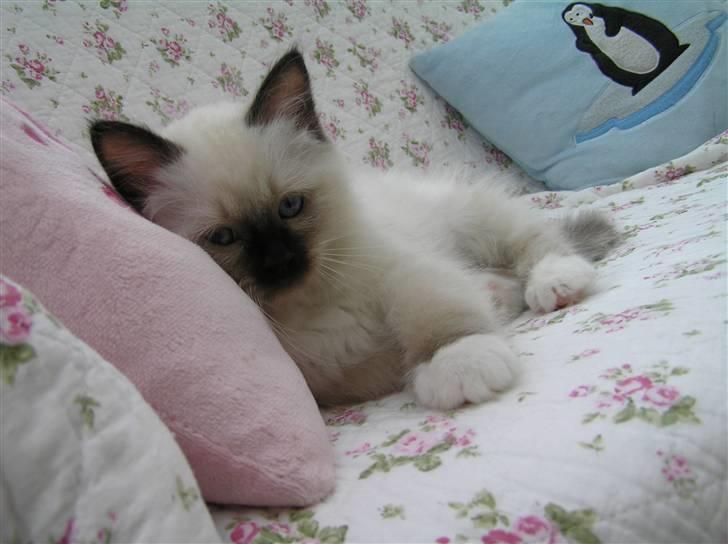 Hellig Birma Suka's Fidibus Sanug - som yndig killing..  billede 3