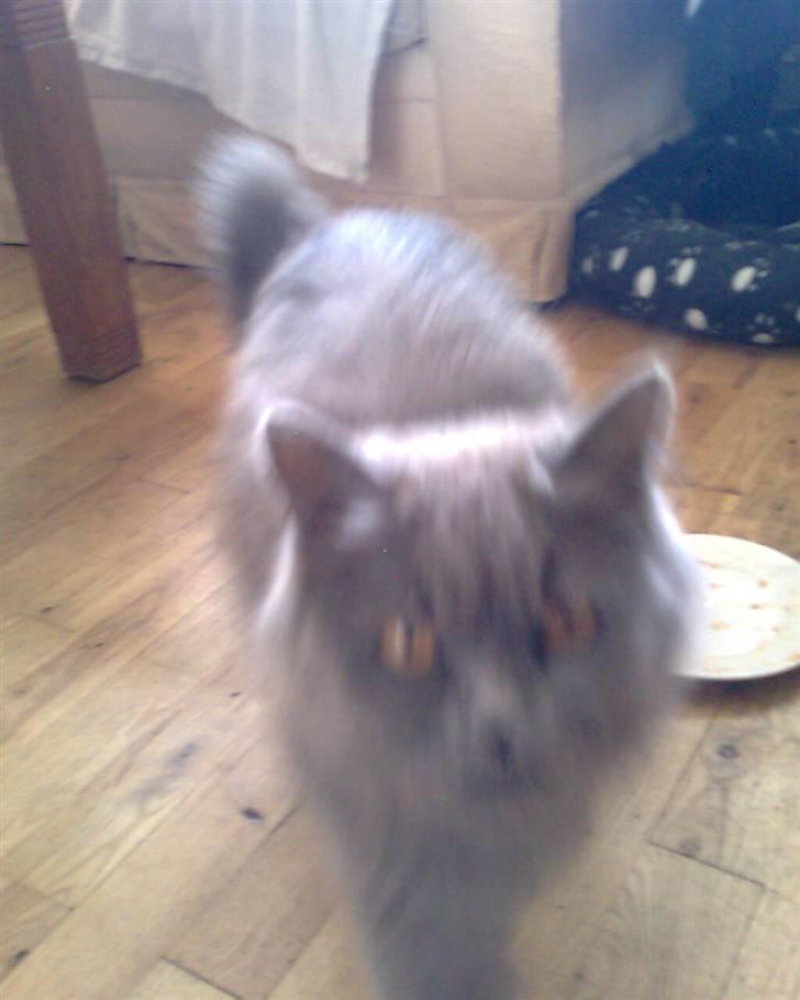 Blanding af racer trunte R.I.P. billede 10