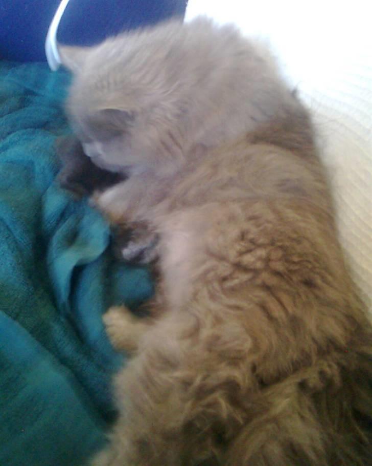 Blanding af racer trunte R.I.P. billede 11