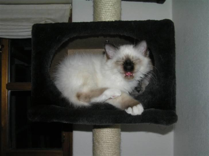 Hellig Birma Suka's Fidibus Sanug billede 4