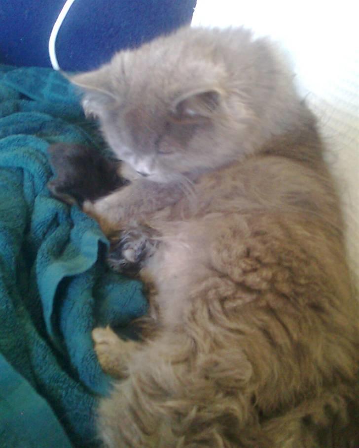 Blanding af racer trunte R.I.P. billede 12