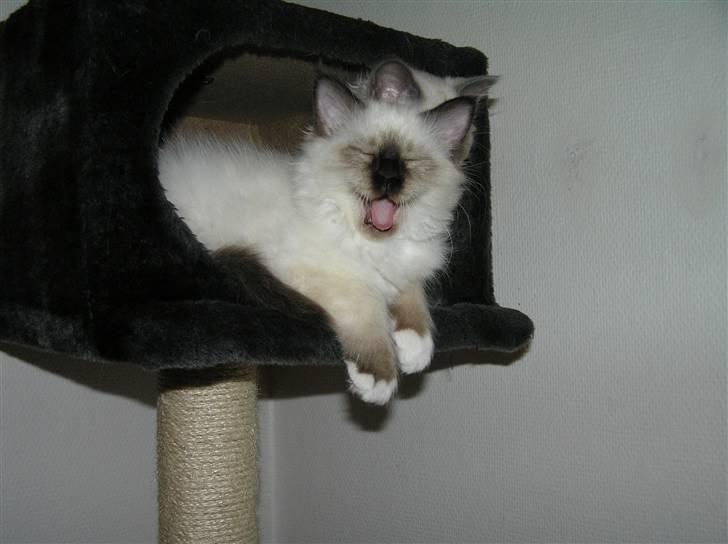 Hellig Birma Suka's Fidibus Sanug - gaaaaaaab billede 5