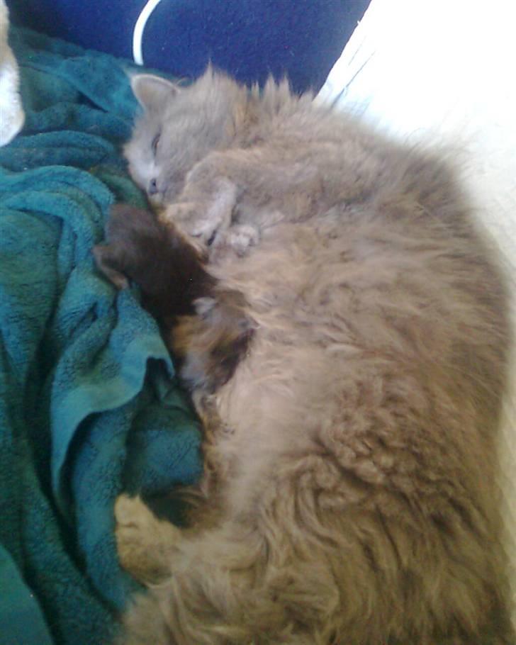 Blanding af racer trunte R.I.P. billede 13